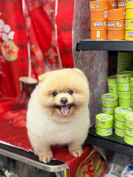 Hình ảnh HOÀNG CHIẾN PET SHOP - 5