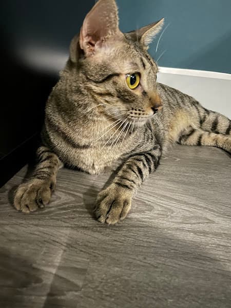 Hình ảnh Dịch Vụ Trông Giữ Chó Mèo Nami Cat Home - 4