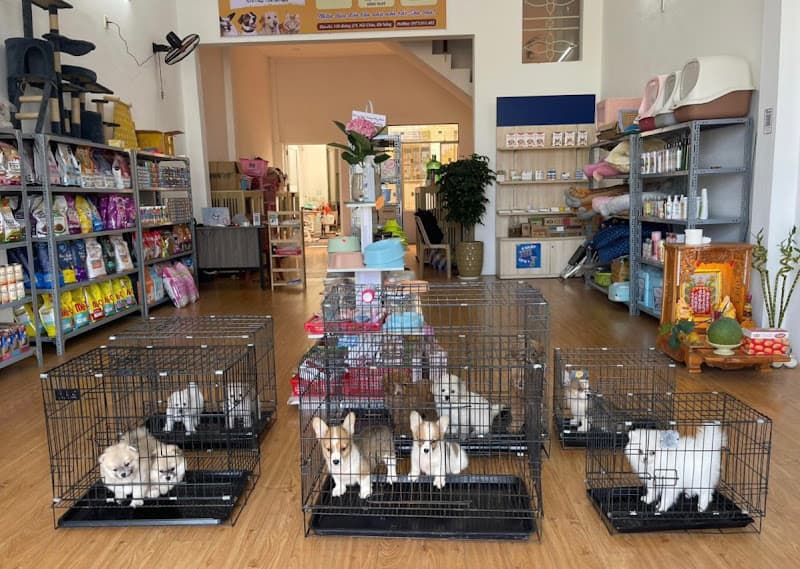 Hình ảnh Mua chó Poodle – Corgi – Phốc Sóc Đà Nẵng - 3