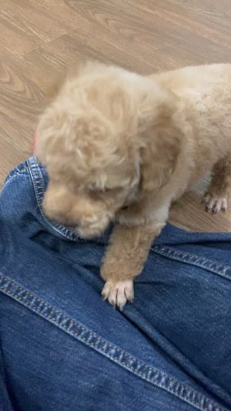 Hình ảnh Tiệm Thú Cưng Đà Nẵng - 3