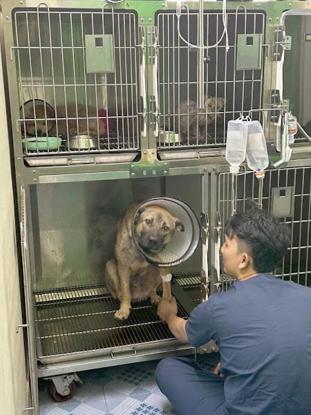 Hình ảnh Island Pet - 4