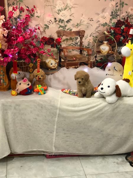 Hình ảnh CutePets - 4