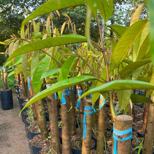 Hình ảnh Welofarm Siêu Thị Cây Giống - 3