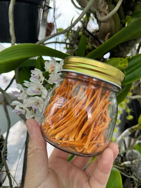 Hình ảnh Đông Trùng Hạ Thảo tại Cần Thơ - 4