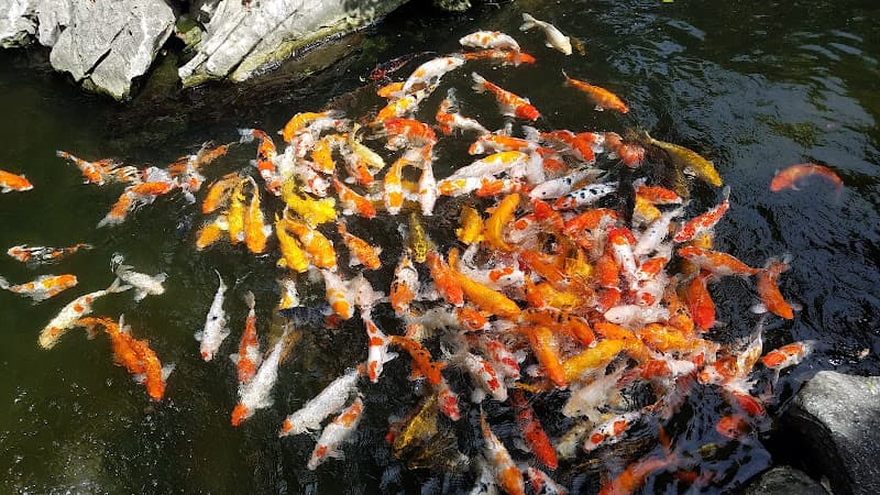 Hình ảnh Nhà hàng Ngũ Sen - 6