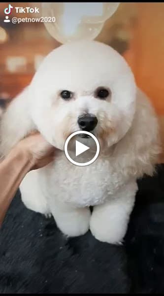 Hình ảnh PetNow - Shop & Spa Thú Cưng - 3