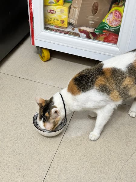 Hình ảnh Nhà Là Mèo - 2