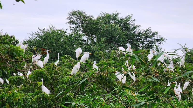 Hình ảnh Vườn Cò Bằng Lăng - 4