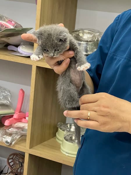 Hình ảnh Phòng Khám Thú Y D'VET - 3