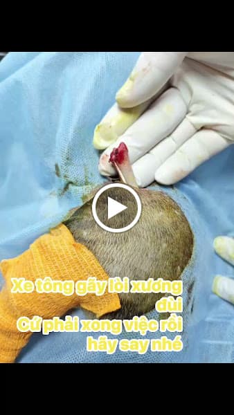 Hình ảnh BỆNH VIỆN THÚ Y NGUYỄN LÂM - 2