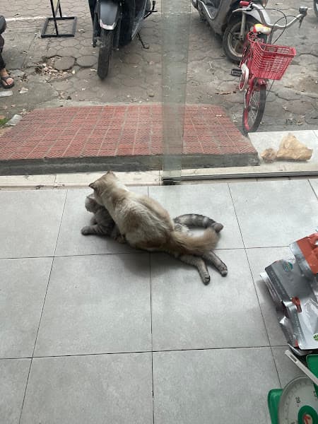 Hình ảnh Cutepets - Cửa hàng thú cưng Kim Giang - 4