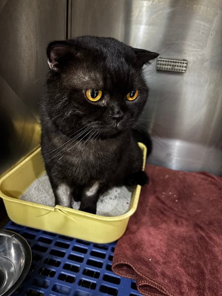 Hình ảnh Bệnh Viện Thú Y Bình An Hải Phòng - 3