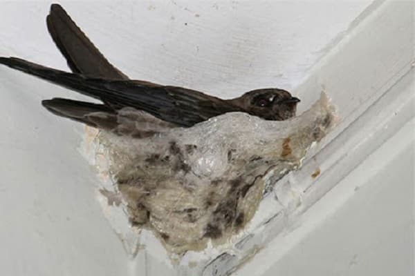 Hình ảnh Yến Sào Thiên Thọ - 2