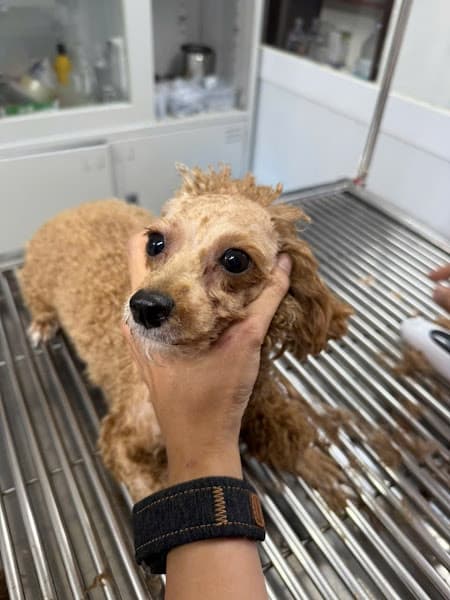 Hình ảnh Phòng khám thú Y Pet Hospital - 3