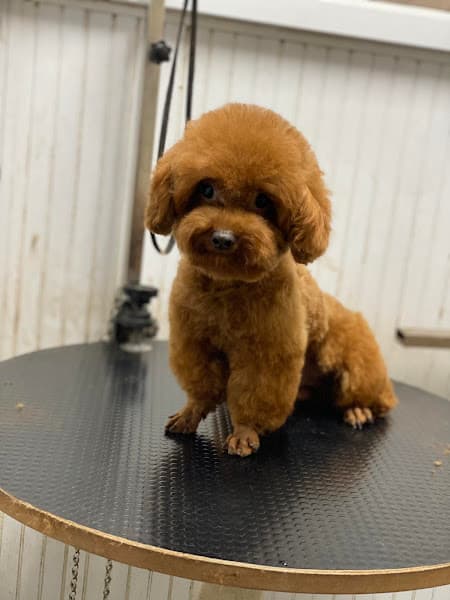 Hình ảnh Trại Chó Bùi Hải - 5