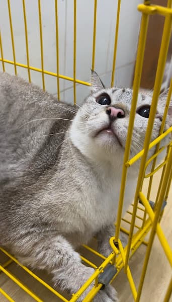 Hình ảnh Cà Lang Bí Rợ PetShop - 3