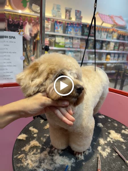 Hình ảnh MAYO Pet Shop - 4