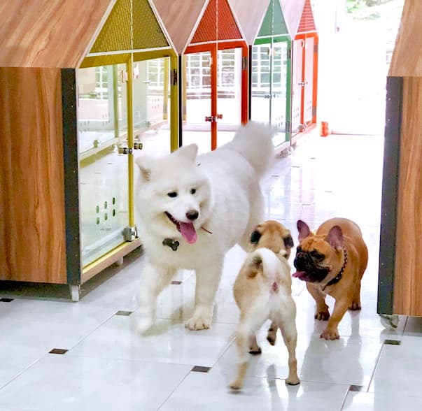 Hình ảnh Yuppy Puppy - Khách Sạn & Spa Thú Cưng - 5