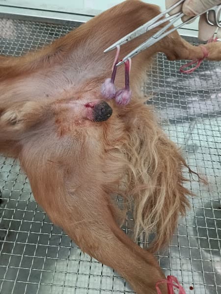 Hình ảnh Phòng khám Thú Y Thuận Thành - 2