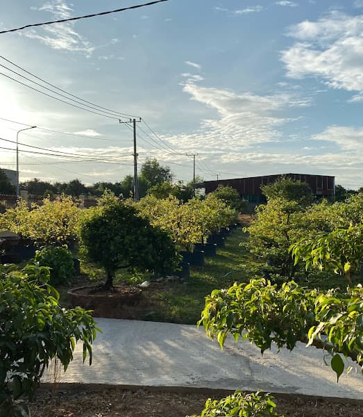 Hình ảnh Yến Sào 9 Tốt - 3