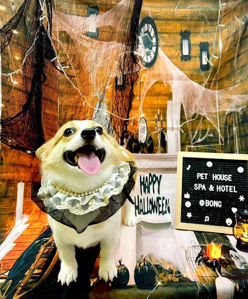 Hình ảnh Pet House - 3