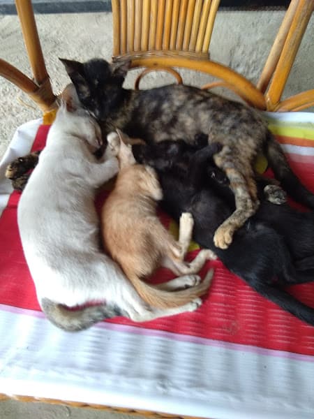 Hình ảnh Nhà Hàng Bảo Thái - 3