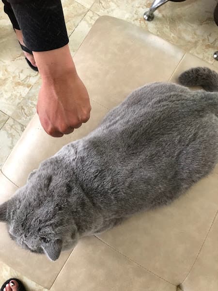 PINE PET STORE - dịch vụ thú cưng Đà Lạt