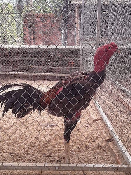 Hình ảnh THÚ Y HAVET - PET SHOP - GROOMING THÚ CƯNG - 3