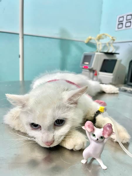 Hình ảnh Phòng Khám Thú Y MIN PET - 2