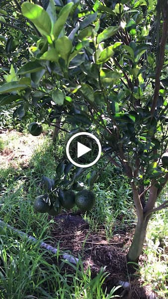 Hình ảnh VƯỜN TRÁI CÂY CÔ MỸ - 2