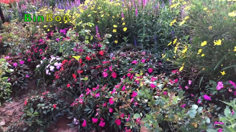 Hình ảnh Vườn Thượng Uyển Bay Đà Lạt - 2