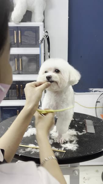 Hình ảnh Bunn Pet Coming - Petshop & Spa Chó Mèo Hoàng Mai - 2