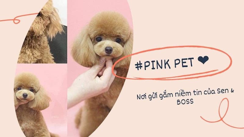 Hình ảnh Pink Pet Lào Cai - Pet Shop & Spa - Trông Giữ Thú Cưng - 2
