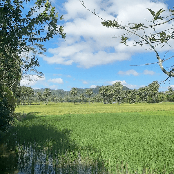 Hình ảnh Cánh đồng Thốt Nốt - Vĩnh Trung - An Giang - 5