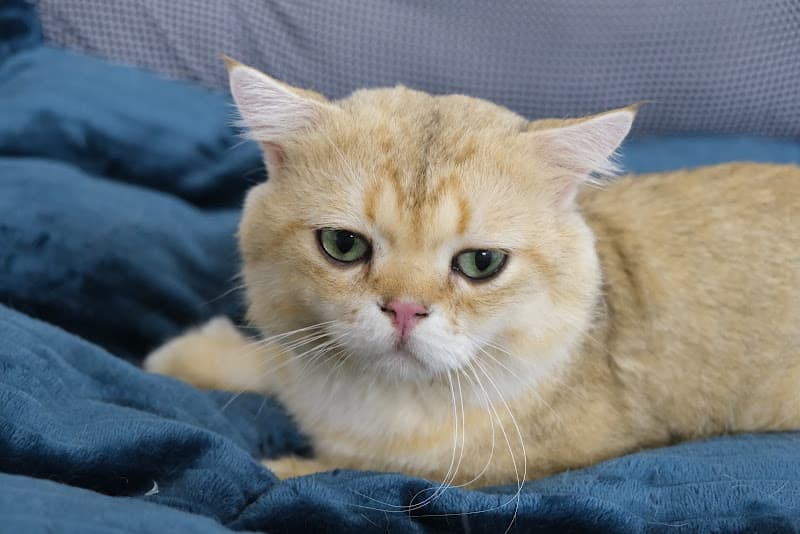 Hình ảnh Petpro 777 Trần Cao Vân - Cửa Hàng Thú Cưng - 5