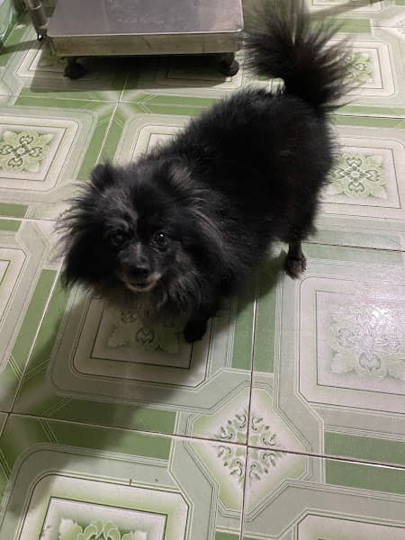 Hình ảnh Phòng Khám Thú Y Quảng Ngãi MY PET - 2