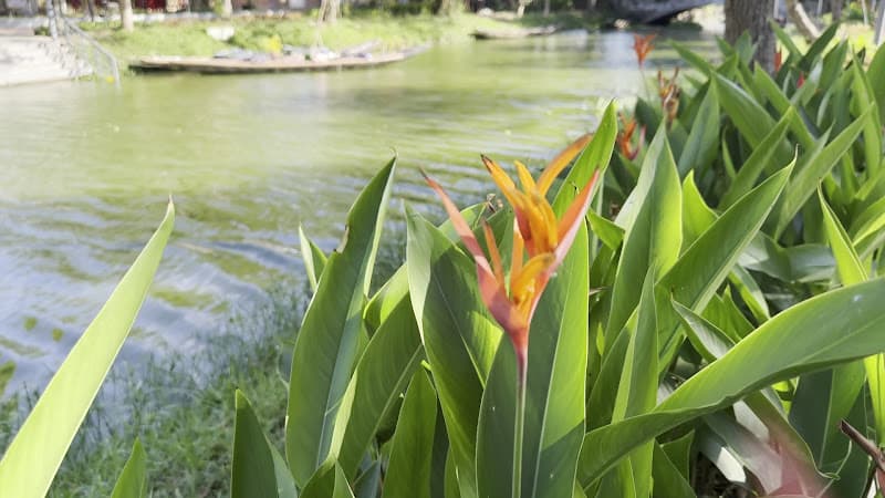 Hình ảnh Cầu ngói Thanh Toàn - 5