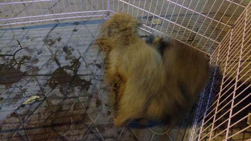 Hình ảnh Đại Lý Cám chó mèo nhập khẩu Đặng Quang Ngọc - 4