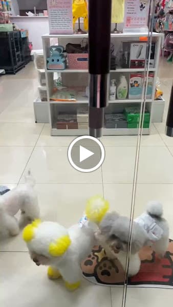 Hình ảnh Tiệm làm đẹp thú cưng Bảo Lộc - 2