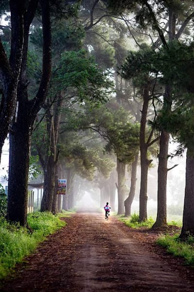 Ảnh bìa Đường hàng thông cổ thụ