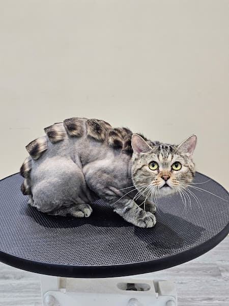 Hình ảnh Phòng Khám Chó Mèo Bác Sỹ Thú Y Nguyễn Trung Hiếu - 3