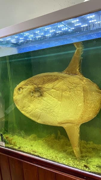 Hình ảnh Bảo tàng Thiên nhiên duyên hải miền Trung - 2