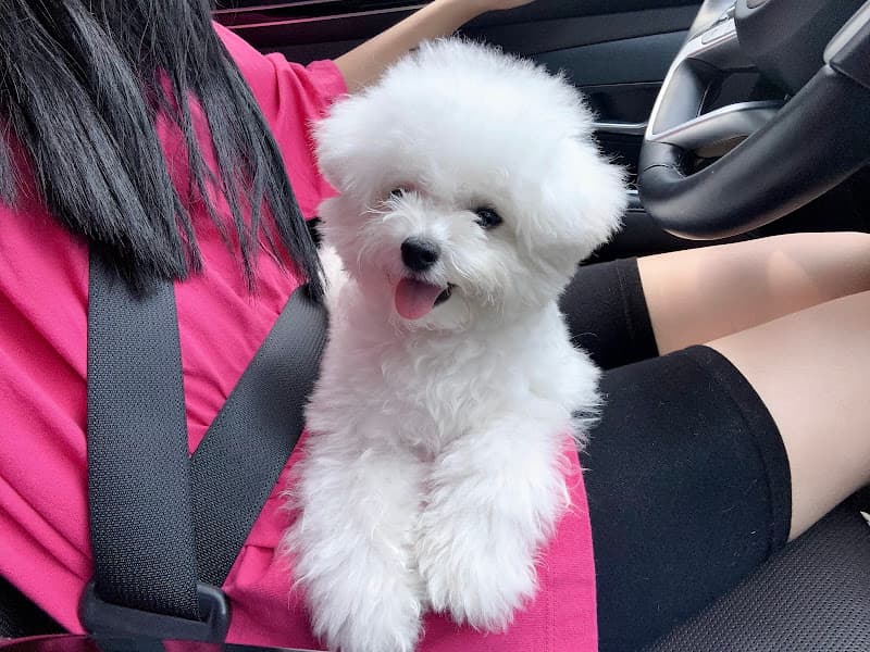 Gumi Pet Shop 구미펫 - 宠物店