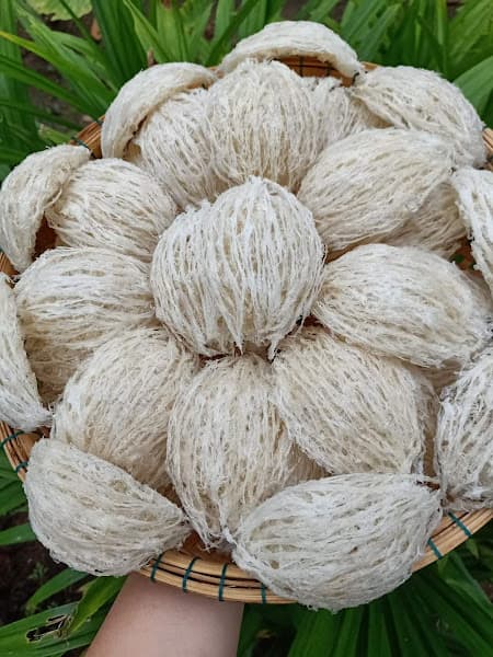 Hình ảnh Yến sào Đan Yến - 2