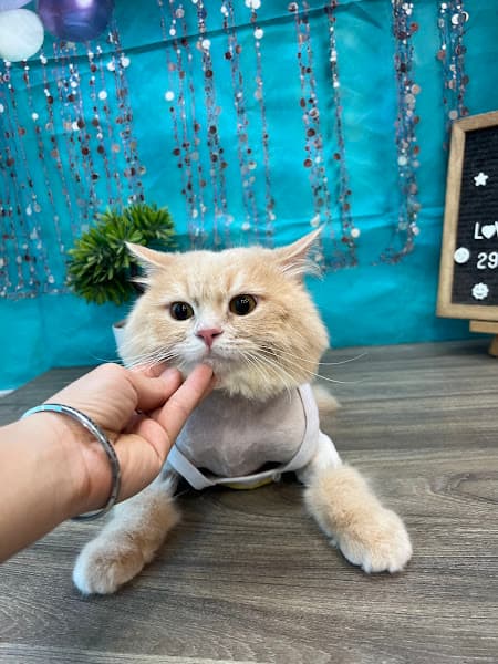 Hình ảnh Pet House - Cửa Hàng Thú Cưng - 2