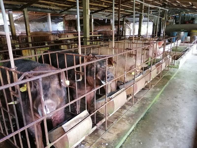 Hình ảnh Tiệm Thú Y Hoàng Sĩ 2 - 2