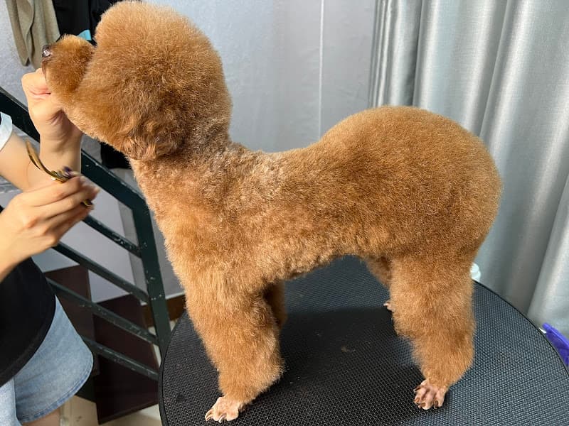 Hình ảnh Nhà Của Báo Spa - Grooming Cần Thơ. Tiệm làm đẹp thú cưng - 2