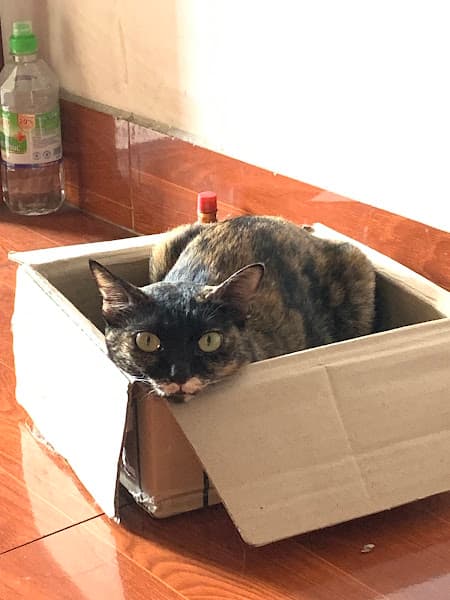 Hình ảnh Phòng khám thú y Hồ Quốc Thịnh - 2