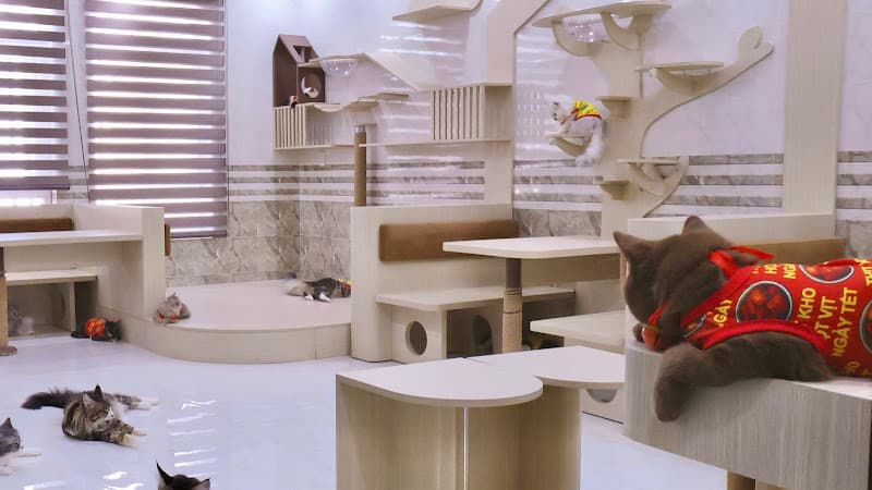 Hình ảnh Vườn Mèo - Tiệm Mèo Ở Quê - 2