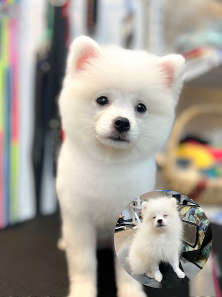 Hình ảnh ZinZin PetHome - Spa & Hotel - Siêu Thị Thú Cưng - 4